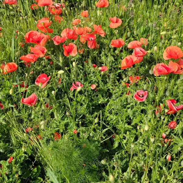 Sperma